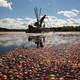cranberry harvest in bog
